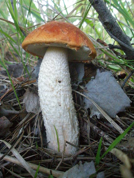 kozák osikový Leccinum albostipitatum den Bakker & Noordel.