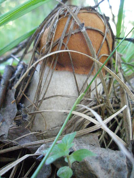 kozák osikový Leccinum albostipitatum den Bakker & Noordel.