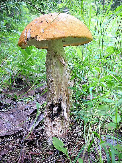 kozák osíkový Leccinum albostipitatum den Bakker & Noordel.