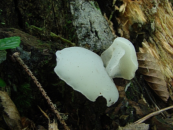 pajelenka želatínová Pseudohydnum gelatinosum (Scop.) P. Karst.