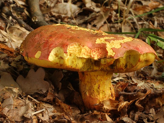 hríb Le Galovej Rubroboletus legaliae (Pilát & Dermek) Della Maggiora & Trassin.