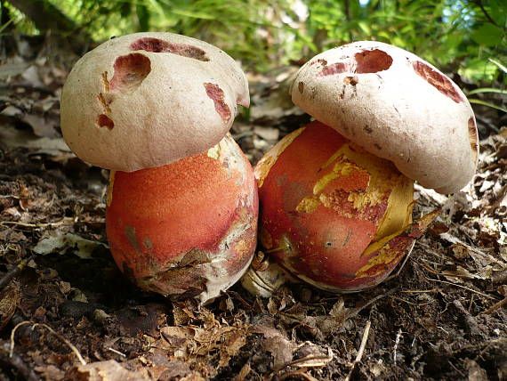 hríb Le Galovej  Rubroboletus legaliae (Pilát & Dermek) Della Maggiora & Trassin.