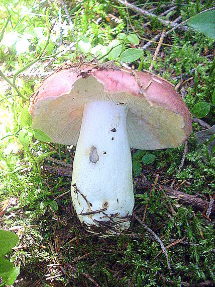 plávka Russula rubra (Fr.) Fr.