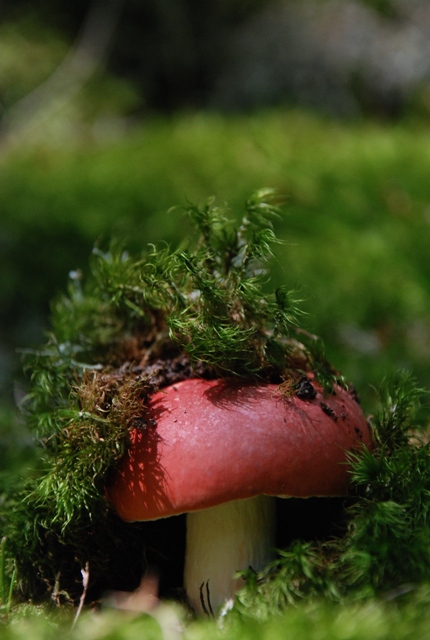 plávka Russula sp.