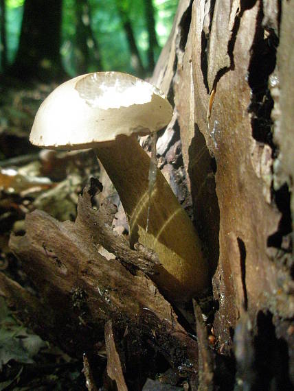 podhríb žlčový Tylopilus felleus (Bull.) P. Karst.