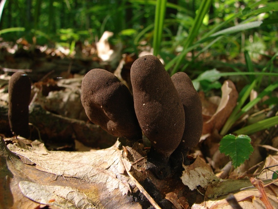 drevnatec Xylaria sp.