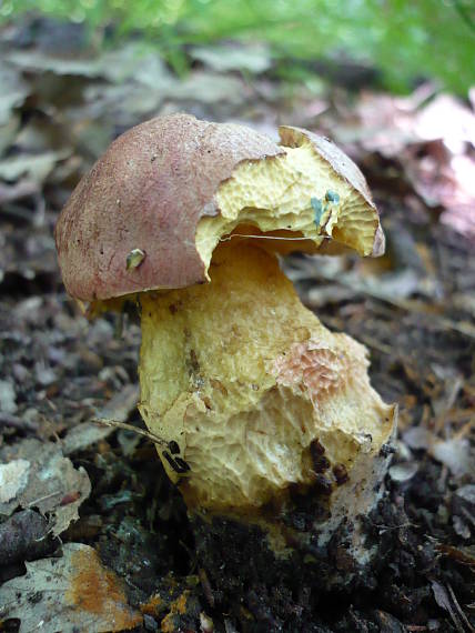 hríb nádherný (Boletus fuscoroseus Smotl.)