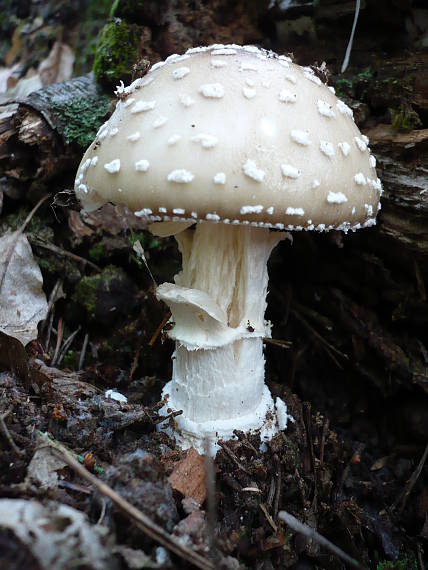 muchotrávka tigrovaná  Amanita pantherina (DC.) Krombh.