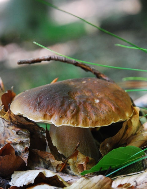 hríb smrekový Boletus edulis Bull.