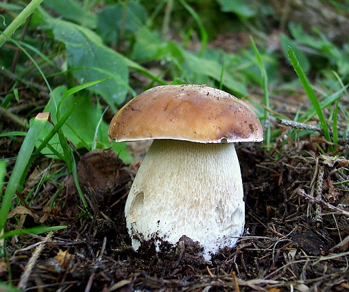 hríb smrekový Boletus edulis Bull.