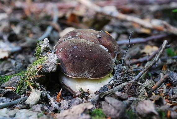 hríb sosnový Boletus pinophilus Pil. et Dermek in Pil.