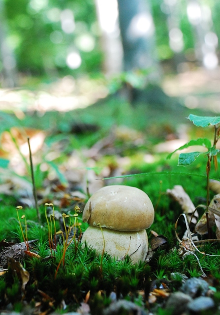 hríb dubový Boletus reticulatus Schaeff.