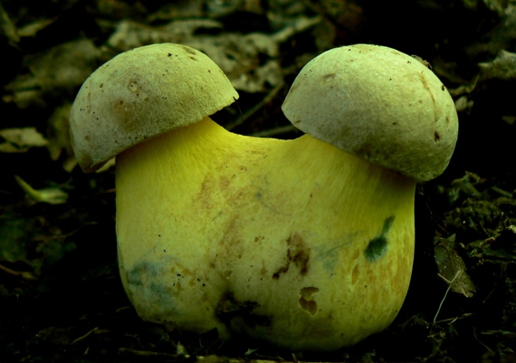 hríb striebristý Butyriboletus fechtneri (Velen.) D. Arora & J.L. Frank