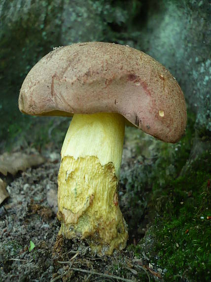 hríb nádherný Butyriboletus fuscoroseus (Smotl.) Vizzini & Gelardi