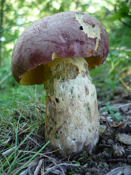 hríb nádherný Butyriboletus fuscoroseus (Smotl.) Vizzini & Gelardi