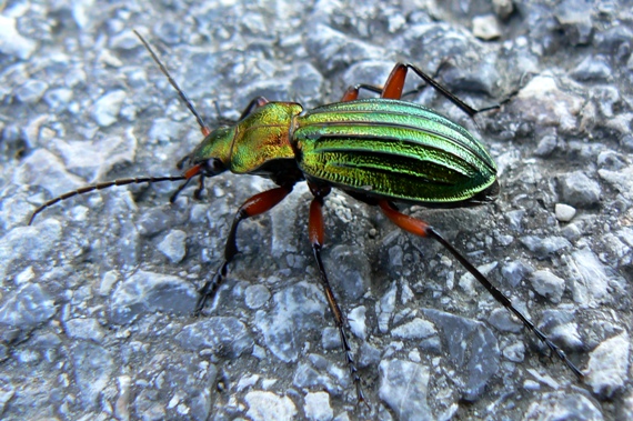 bystruška zlatá Carabus auronitens