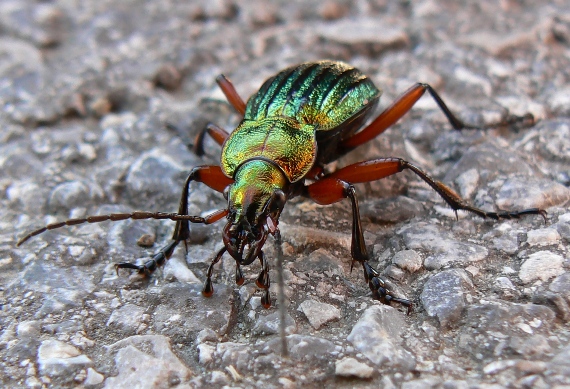 bystruška zlatá Carabus auronitens