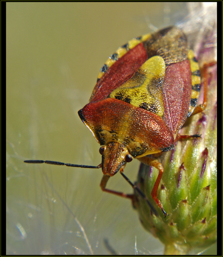 bzdocha  Carpocoris pudicus