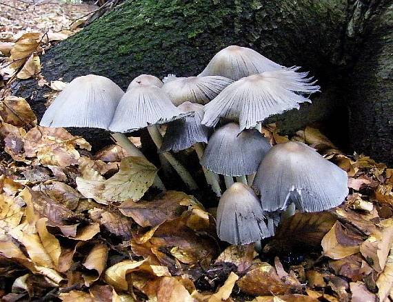 hnojník Coprinus sp.