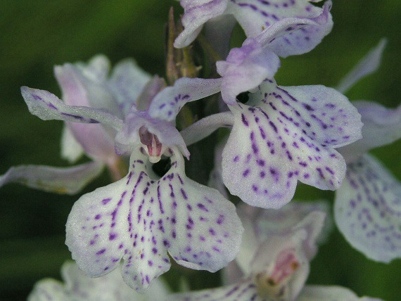 vstavačovec vresoviskový Dactylorhiza ericetorum (E.F. Linton) Aver.