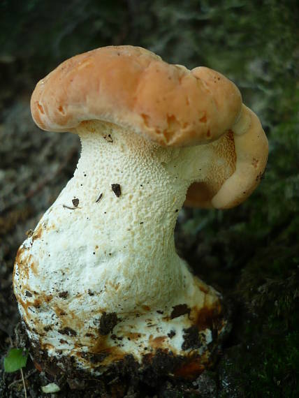 jelenka poprehýbaná  Hydnum repandum L.