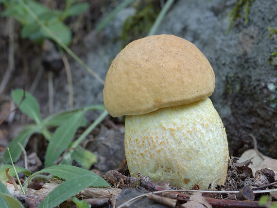 kozák žltopórový Leccinellum crocipodium (Letell.) Della Maggiora & Trassinelli