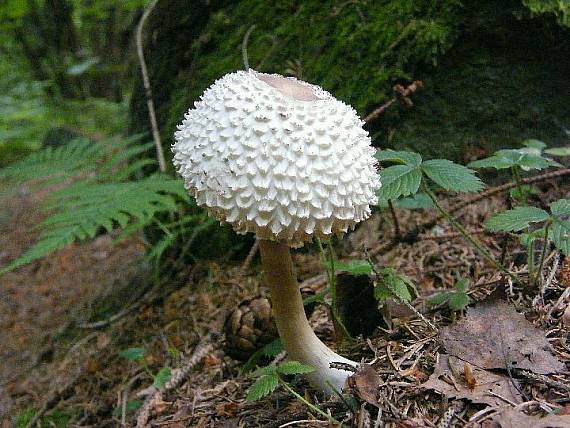 bedľa hustošupenatá Macrolepiota  puellaris