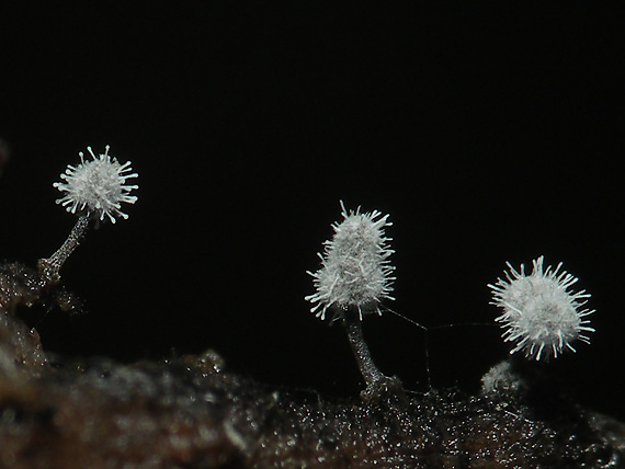 slizovka  Myxomycetes