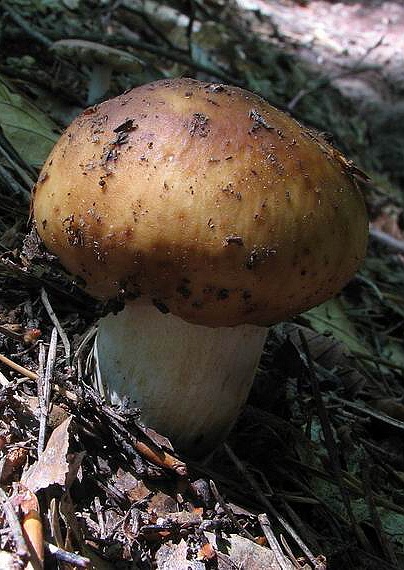 plávka Russula sp.