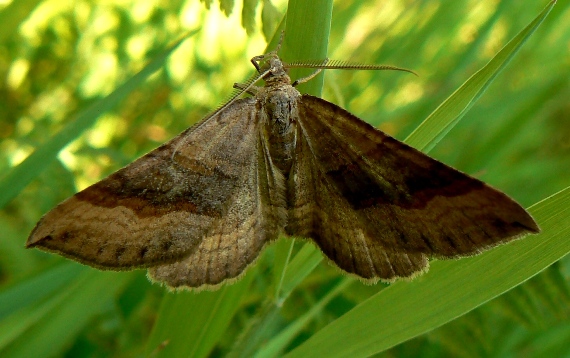 piadivka stoklasová Scotopteryx chenopodiata