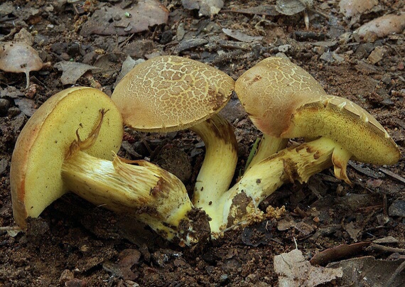 suchohríb plstnatý Xerocomus subtomentosus L.