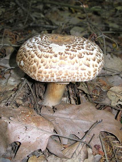 neidenifikovaný Agaricus