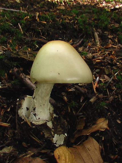 muchotrávka Amanita sp.