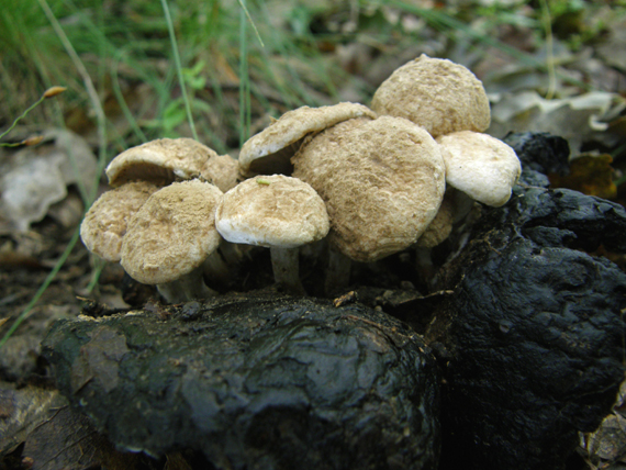 príživnica prášnicovitá Asterophora lycoperdoides (Bull.) Ditmar