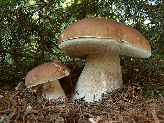 hríb smrekový Boletus edulis Bull.