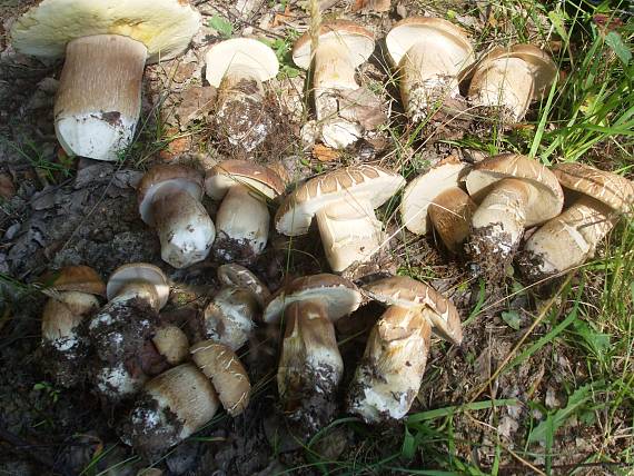 hríb dubový Boletus reticulatus Schaeff.