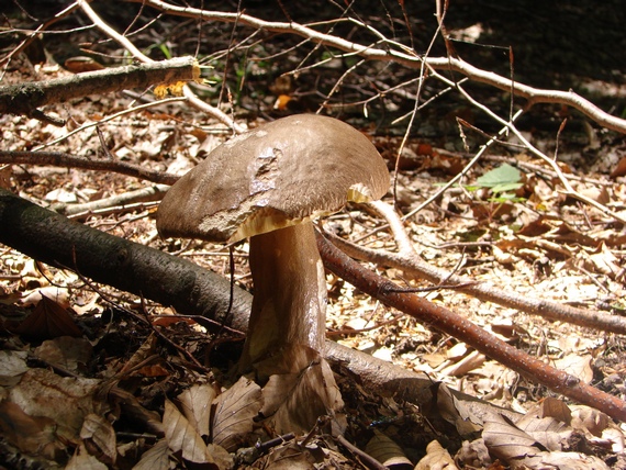 hríb dubový Boletus reticulatus Schaeff.