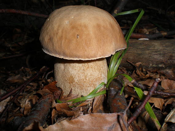 hríb dubový Boletus reticulatus Schaeff.