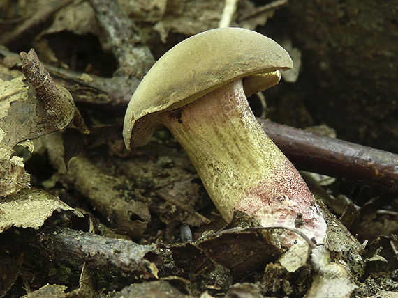 suchohríb plstnatý Boletus subtomentosus L.