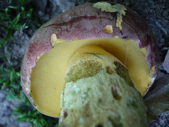 hríb nádherný Butyriboletus fuscoroseus (Smotl.) Vizzini & Gelardi