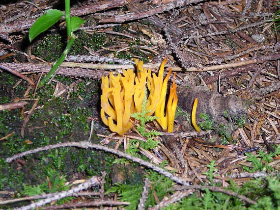 parožkovec šidlovitý Calocera cornea (Fr.) Loud.