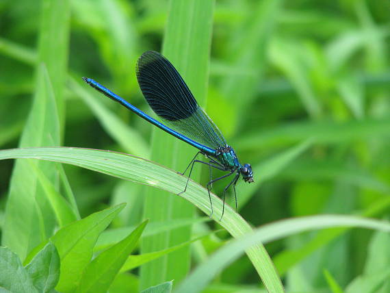 hadovka obyčajná Calopteryx virgo