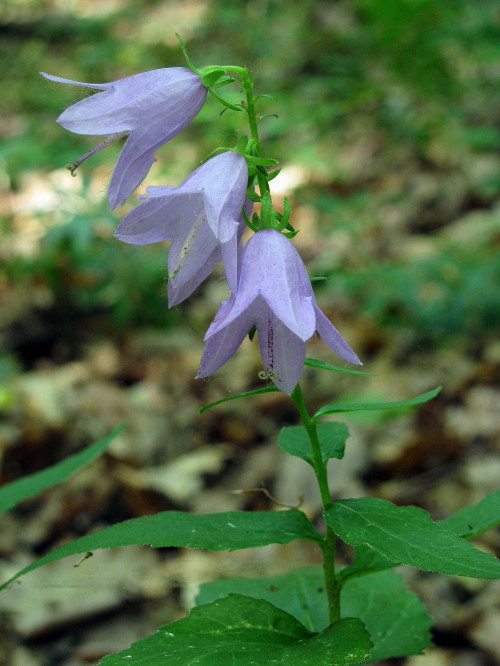 zvonček repkovitý Campanula rapunculoides L.