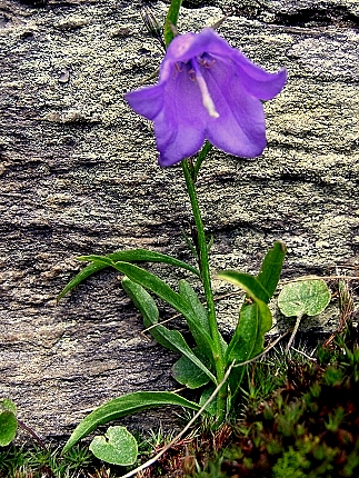 zvonček okrúhlolistý sudetský - zvonek okrouhlolistý skalní  Campanula rotundifolia ssp. Sudetica