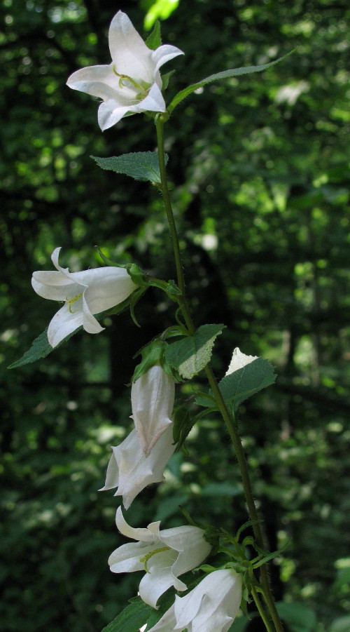 zvonček  pŕhľavolistý - biela forma Campanula trachelium L.