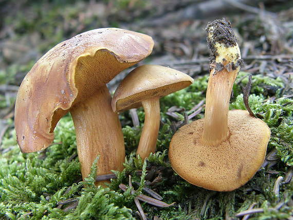 meďovec korenistý Chalciporus piperatus (Bull.) Bataille