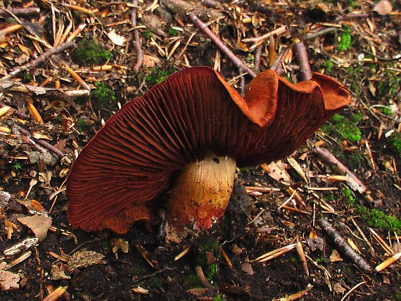 pavučinovec Cortinarius sp.