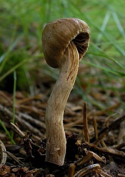 pavučinovec Cortinarius sp.