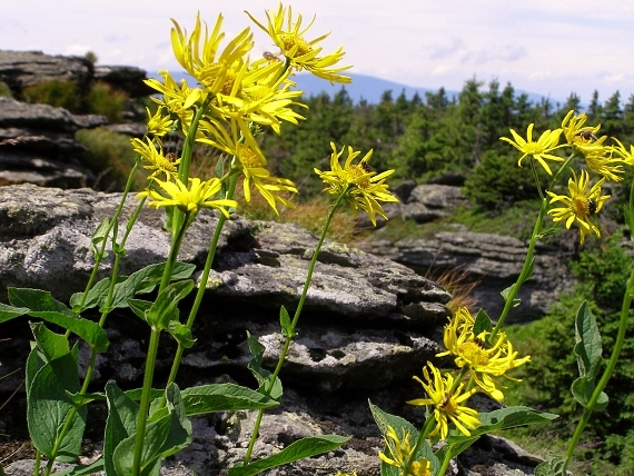 kamzičník rakúsky DORONICUM AUSTRIACUM Jacq.