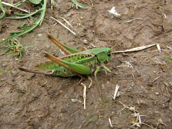 kobylka hryzavá / kobylka hnědá ♀ Decticus verrucivorus Linnaeus, 1758